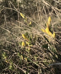 Chamaecytisus triflorus
