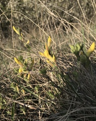 Chamaecytisus triflorus