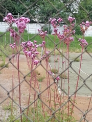 Campuloclinium macrocephalum