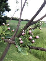 Dais cotinifolia