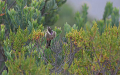 Oxypogon stuebelii