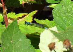 Zoniagrion exclamationis