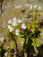Calceolaria nitida