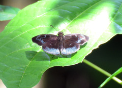 Pythonides limaea