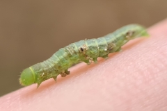 Pericyma cruegeri