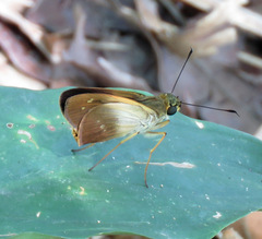 Calpodes triangularis