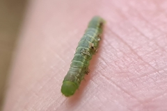Pericyma cruegeri
