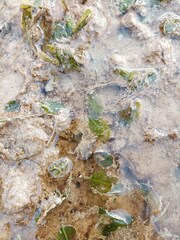 Halophila ovalis