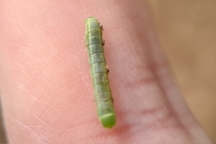 Pericyma cruegeri