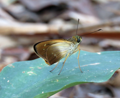 Calpodes triangularis