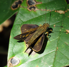 Calpodes triangularis