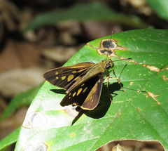 Calpodes triangularis