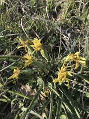 Takhtajaniantha austriaca
