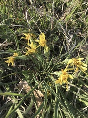 Takhtajaniantha austriaca