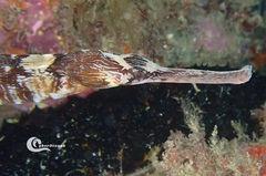 Syngnathus acus