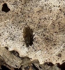 Sylvicola alternatus