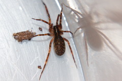 Scotina celans