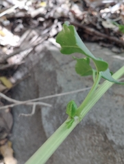 Muehlenbeckia hastulata