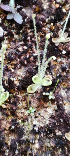 Pinguicula crenatiloba (Pinguicula crenatiloba)
