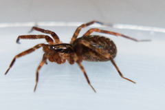 Scotina celans