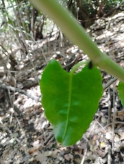 Muehlenbeckia hastulata