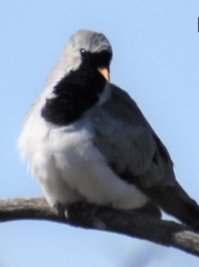 Oena capensis capensis