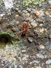 Odiellus