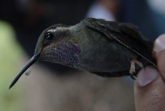 Lampornis amethystinus