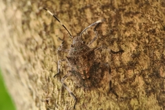 Bromocoris souefi