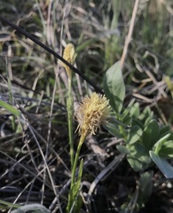 Carex michelii