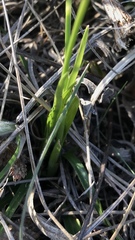 Carex michelii