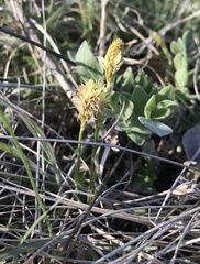 Carex michelii
