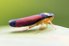 Erythrogonia dorsalis