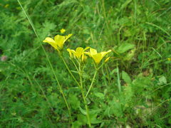 Linum flavum