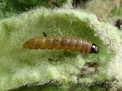 Nothris verbascella