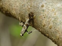 Gracillaria syringella