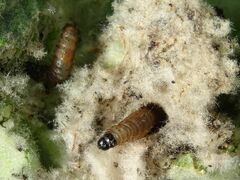 Nothris verbascella