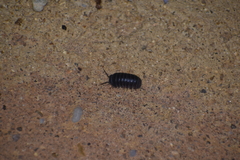 Armadillo officinalis