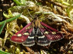 Pyrausta ostrinalis