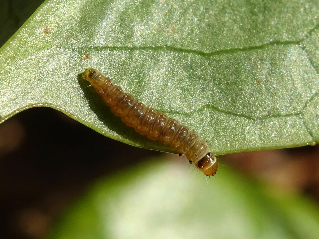 Argyroploce externa