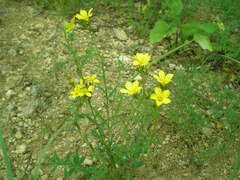 Linum flavum