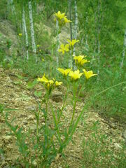 Linum flavum