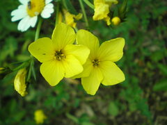 Linum flavum