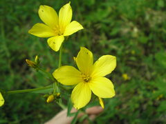 Linum flavum