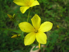 Linum flavum