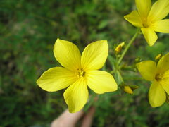 Linum flavum