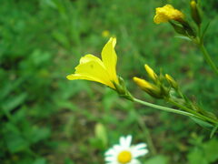 Linum flavum