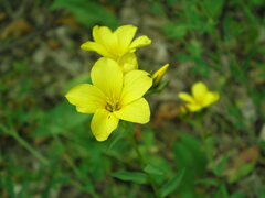 Linum flavum