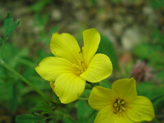 Linum flavum