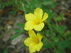 Linum flavum